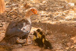 Duck with her babies out for a walk at a farm. Close up view.
