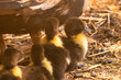 Baby ducks close up view.

