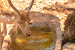 Deer drinking water on a hot day.
