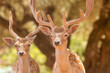 Portrait of two deer against a beautiful background out in the nature.
