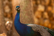 Peacock portrait out in a farm.
