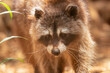 Raccoon close up view walking out in a farm.

