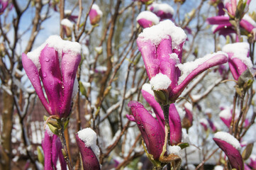 Wall Mural - Large pink flowers Magnolia Susan (Magnolia liliiflora x Magnolia stellata) under white snow caps. Beautiful spring blooming garden with snow. Selective focus. Nature concept for design.