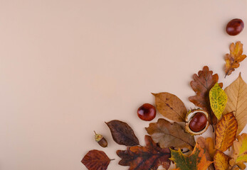 Wall Mural - Autumn background with dry leaves.