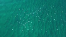 Large Flock Of Migrating Seabirds Feeding On A School Of Fish Swimming On The Ocean Surface. Drone View
