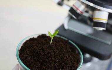 Small-stemmed earth in glass chemical flask stands next to microscope. Scientific discoveries in botany concept