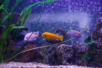Poster - underwater photography of fish Maylandia estherae