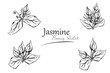 © Mufa vector - jasmine flower sketch vector illustration.