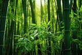 Fototapeta Sypialnia - A serene bamboo forest with vibrant green leaves