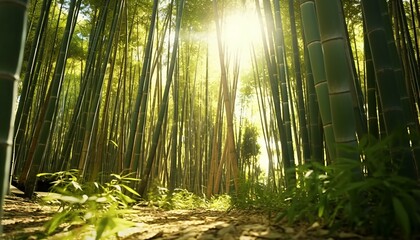 Poster - Bamboo trees illuminated by the golden sunlight