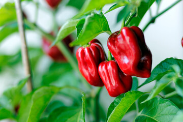 red habanero plant on white background, agriculture with habanero chili peppers, chili harvest in september and october in autumn, close-up of habanero chili pepper