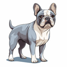 Vector French Bulldog Illustration