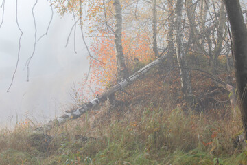 Wall Mural - birch forest in fall season