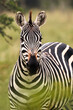 Zebra2