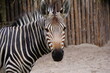 Nahaufnahme Zebra Kopf vor Holzlatten