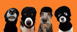 Pets halloween. Four dogs dressed as a thief criminal wearing a balaclava. Isolated on orange background