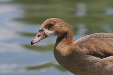 Egyptian Goose At The Water