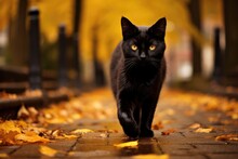 Black Cat Walk On Street In Autumn Landscape
