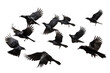 © Аrtranq - flock of flying crows , png file of isolated cutout object on transparent background.