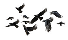 Flock Of Flying Crows , Png File Of Isolated Cutout Object On Transparent Background.