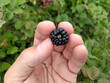 black blackberries in summer