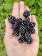 black blackberries in summer
