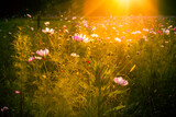 Fototapeta Tulipany - Łąka kwietna o zachodzie słońca, polne kwiaty