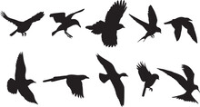 Bird Flying Silhouette Collection On White Background,vector