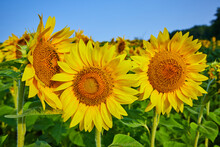 Close Up Of Three Yellow Sunflowers In Field With Darkening Seeds And Blue Sky Overhead