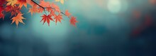 Orange Japanese Maple Autumn Leaves On Blue Blurred Background. Card, Banner With Copy Space For Fall Greetings.
