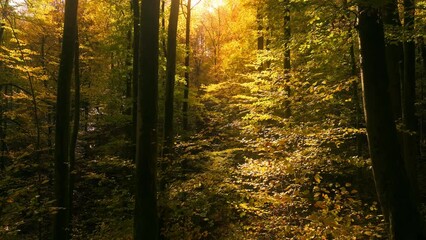 Wall Mural - High contrast autumn scenery in the forest. Rays of golden sunlight illuminating a patch of greenery in a dark forest
