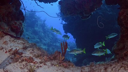 Wall Mural - The scene is relatively typical of life on the reef in the Cayman Islands. These fish often hang out in small groups like this and typically remain close to the reef as they can be seen in this clip. 