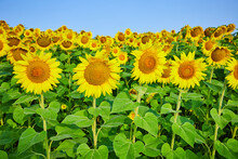 Tall Golden Sunflowers In Field Of Yellow Flowers With Tall Green Stems And Leaves Under Blue Sky
