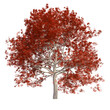 Red maple tree PNG 3d file transparent background, 3d illustration rendering