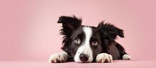 Solitary Border Collie Dog Lying Isolated Pastel Background Copy Space Ground