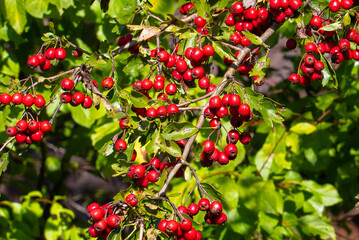 Wall Mural - A close-up of many red fruits of Crataegus monogyna on branches