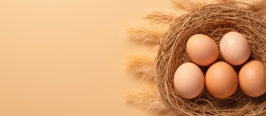 Wall Mural - Eggs isolated on a isolated pastel background Copy space among straw