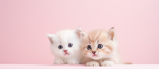 Two Highland kittens from Scotland on a black and isolated pastel background Copy space