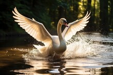 Beautiful White Swan Flaps Its Wings, Splashing Water Drops On River Or Lake. Graceful Bird Show Wings.