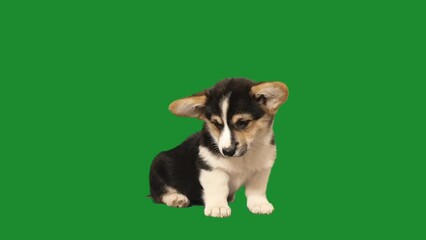 Sticker - Welsh Corgi puppy on green screen