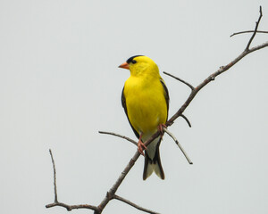 Wall Mural - American Goldfinch (Spinus tristis) North American Backyard Bird