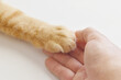 © Maliflower73 - Ginger cat paw on human hand.  Selective focus at cat paw. Love between animal and human concept.