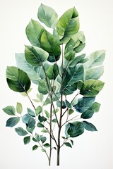 Poster - Branch with green leaves on white background