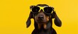 Front facing portrait of a stylish dachshund wearing star shaped glasses sitting on a yellow background Ideal for advertising