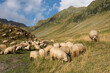 Flock of sheep is grazing on the hills and beautiful mountain view behind. Carpathian Mountains, Romania