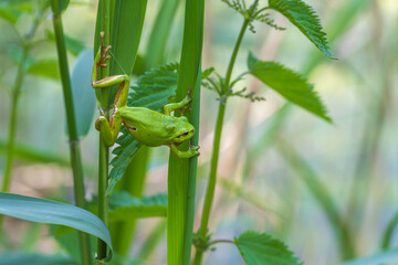 Wall Mural - Hyla arborea - Green tree frog on a stalk. The background is green. The photo has a nice bokeh. Wild photo