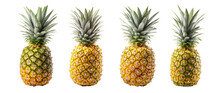 A Collection Of Assorted Whole Pineapples On A White Or Transparent Background. PNG. The Pineapples Are Yellow And Spiky, And The Leaves Are Green And Spiky. 