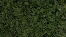 Overhead Aerial View Of Tree Crowns In Tres Picos State Park Rainforest In Rio De Janeiro, Brazil