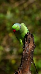 Canvas Print - Vertical view of a Rose-ringed parakeet on a wooden branch with a blurred background