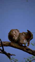 Canvas Print - Vertical view of two brown owls sitting on a branch